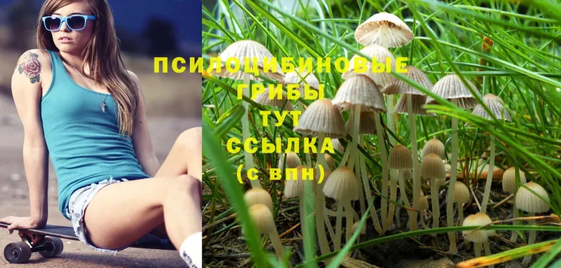 Псилоцибиновые грибы Magic Shrooms  Морозовск 